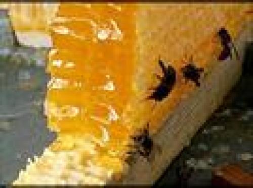 Iran honey export reaches 5k tons 