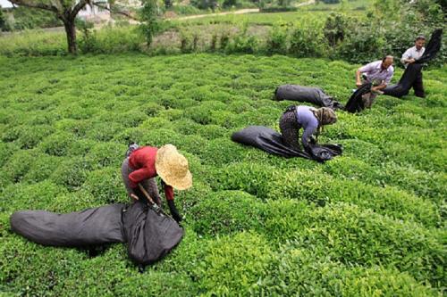 برداشت ۲۸ هزار تن برگ سبز چای/ محصول کیفی‌تر از سال گذشته است