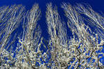 Spring in Damavand hillsides 