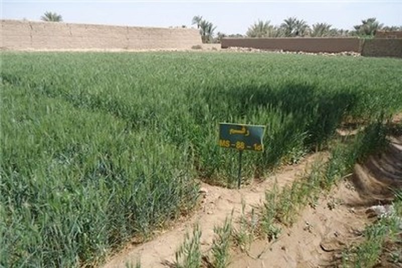 قیمت تضمینی ۹۲۰ تومانی جو ابلاغ شد