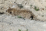 Fourth Persian leopard found dead 