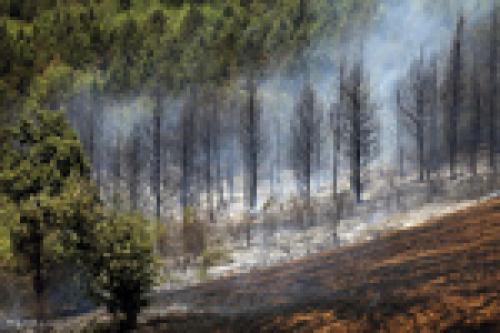 Fire in Gorgan forest farms 