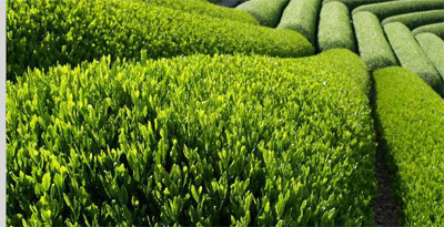 چایکاران چرا به پول خود نمی رسند؟