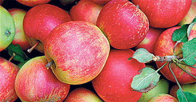 پیش‌فروش سیب شب عید کیلویی 1470 تومان 