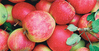 پیش‌فروش سیب شب عید کیلویی 1470 تومان 
