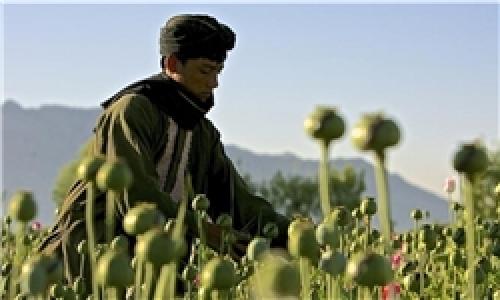 درآمد مواد مخدر افغانستان ۱۱ برابر بودجه