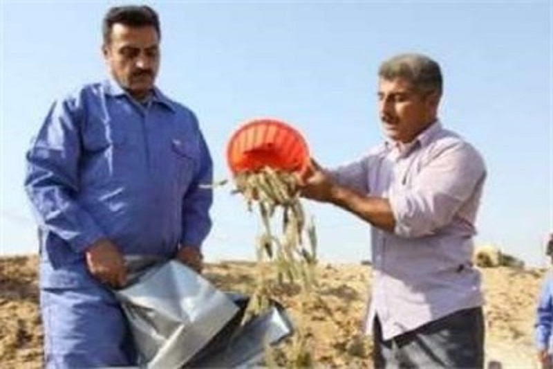 بیش از ۳۵ میلیون قطعه بچه میگو در آب‌های هرمزگان رهاسازی شد