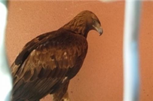 نجات 2 بهله عقاب طلایی در بویین زهرا