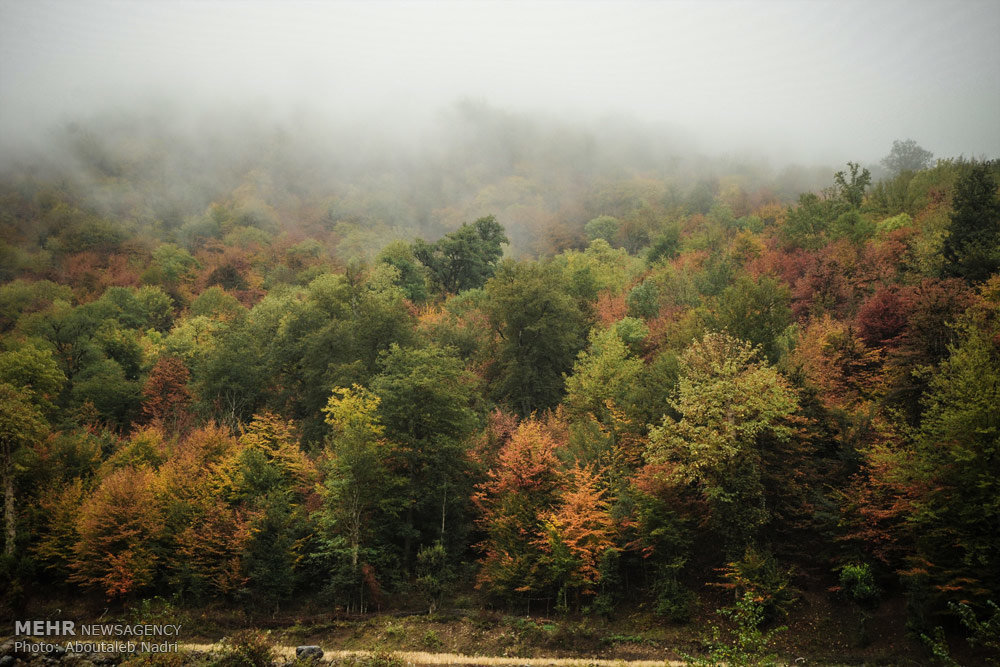مرثیه برای جنگل‌های از نفس افتاده شمال
