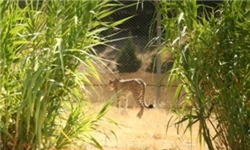 جدیدترین تصاویر از «کوشکی» و «دلبر»