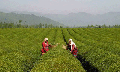 هیچ اراده‌ای برای پرداخت مطالبات چایکاران وجود ندارد 